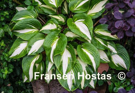 Hosta Raspberry Sundae